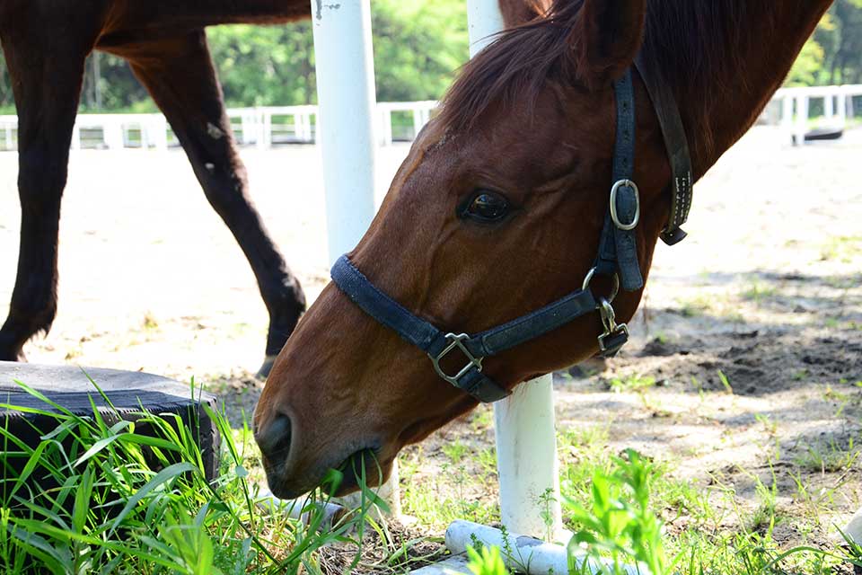 【カフェうまっこ】馬を眺めながらランチにお茶!?馬事公苑へ出かけよう！