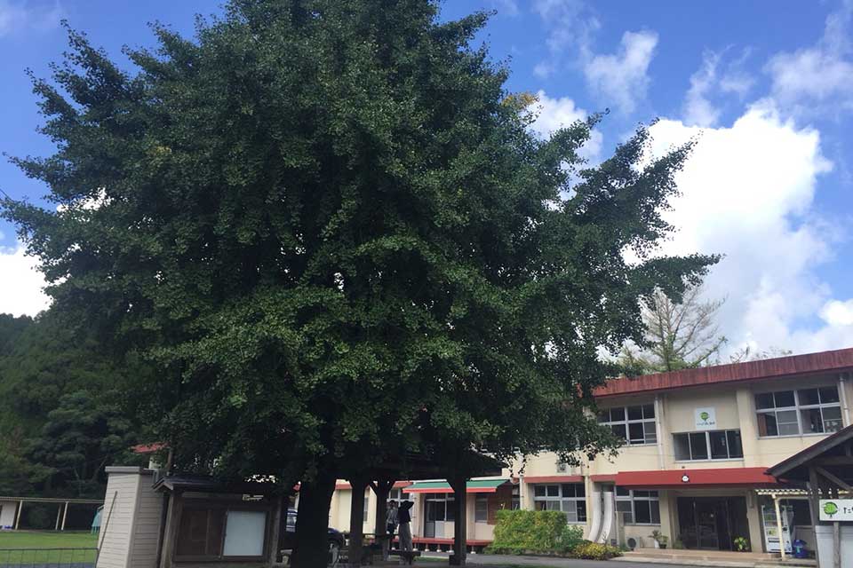 【おおすみ食とマルシェの祭典inたからべ森の学校】大隅の美味しいと楽しいを体験！