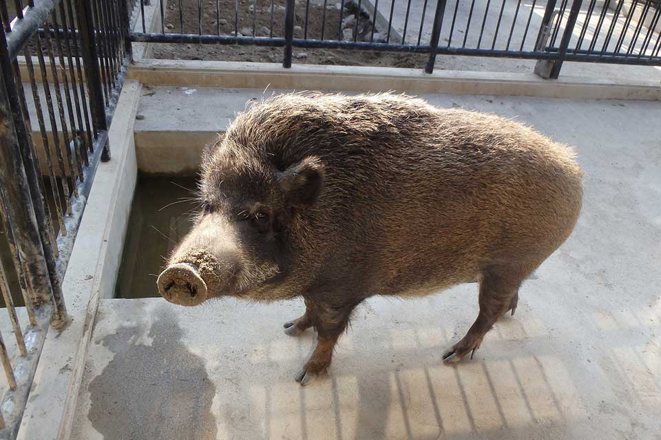 【平川動物公園「お正月まつり」】2019年も動物たちといっぱい触れ合おう！