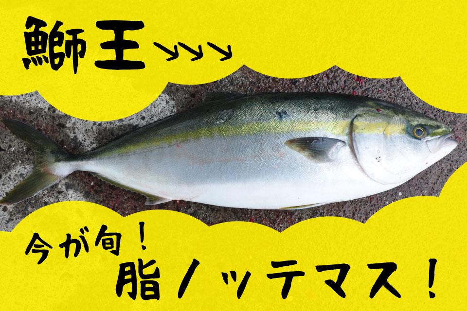 【長島大陸市場食堂】脂がのる今が旬！ブランド魚「鰤王」を堪能するため、いざ長島へ