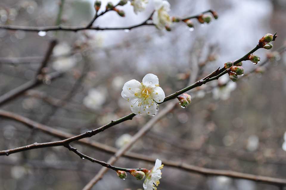 【藤川天神】2月中旬～3月上旬に「臥龍梅」が開花！県内屈指の梅スポットで一足早く春の訪れを感じて