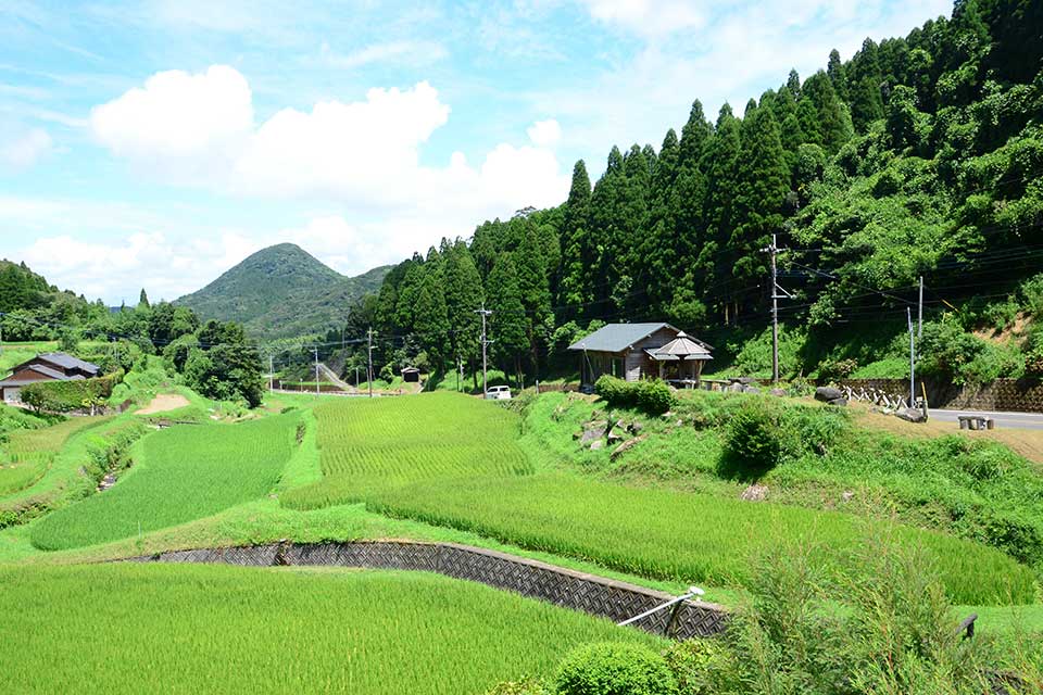 【Cafe 野の花】日吉の美しい棚田や野の花が織りなす癒しの景色で心も体もリフレッシュ