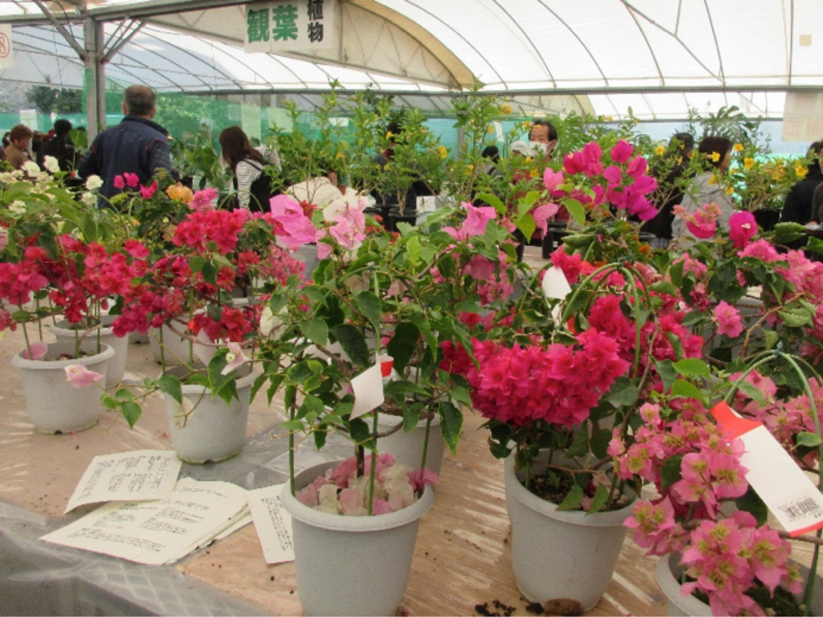 <b>【中止】</b>【鹿児島大学】第52回 生産物展示即売会