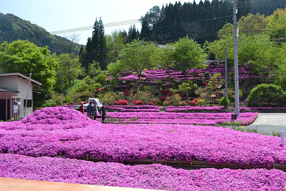 <b>【花の森 かもんしらお】</b>夫婦の愛から生まれ引き継がれる芝桜のじゅうたんを見に行こう！