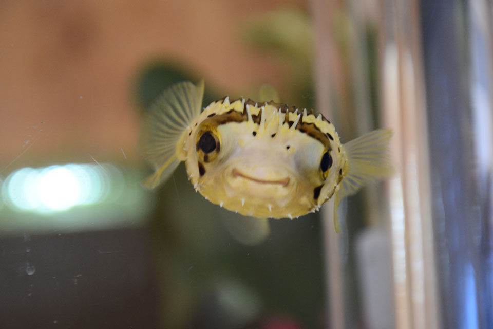 <b>【ぷくカフェ】</b>ゆっくり魚を見ながら過ごせる、癒しのカフェへ出かけよう