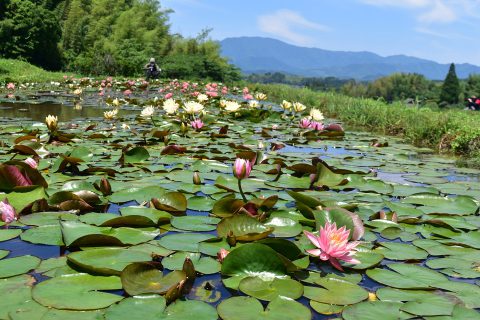 街ネタプラス｜鹿児島｜夏号｜PH2