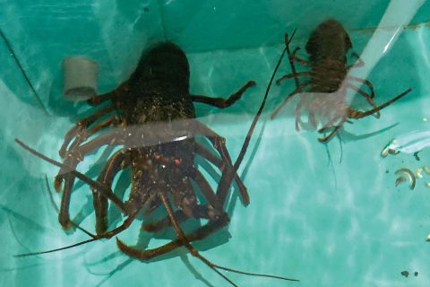 街ネタプラス｜鹿児島｜温泉｜湯の谷温泉／伊勢海老