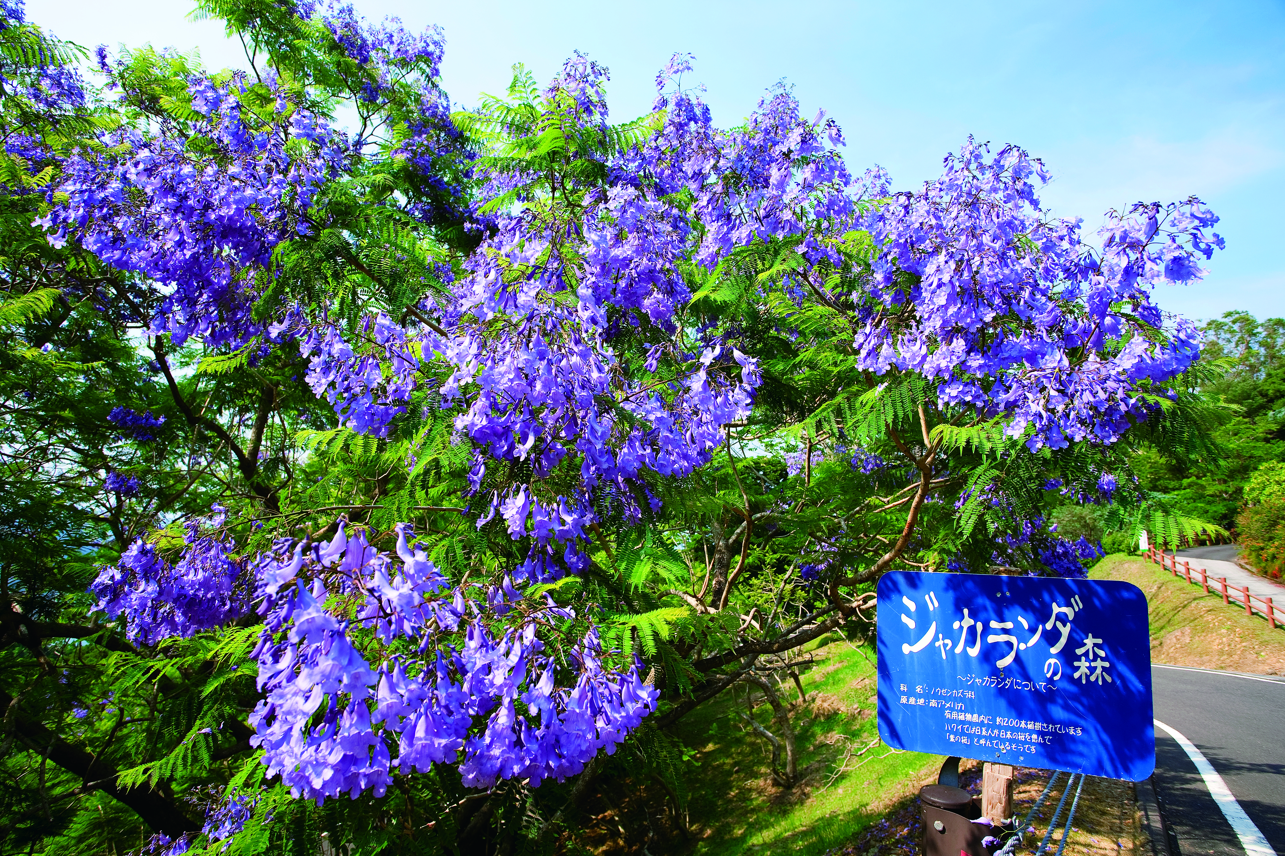 宮崎県日南市でジャカランダまつり開催中♪