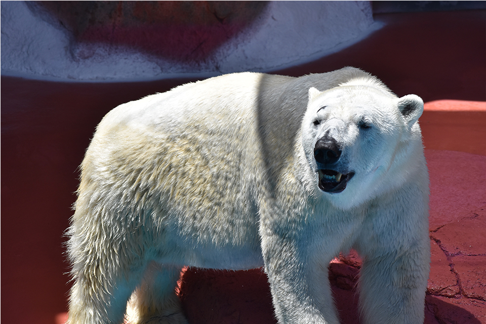 【平川動物公園】ホッキョクグマ氷の贈呈式