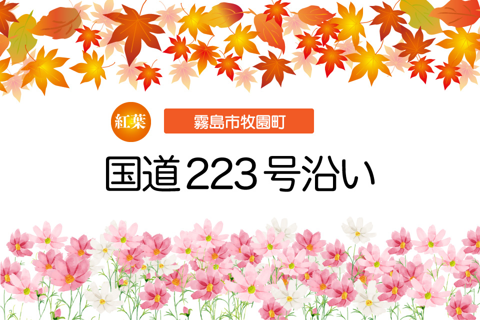 【紅葉】国道223号沿い（霧島市牧園町）