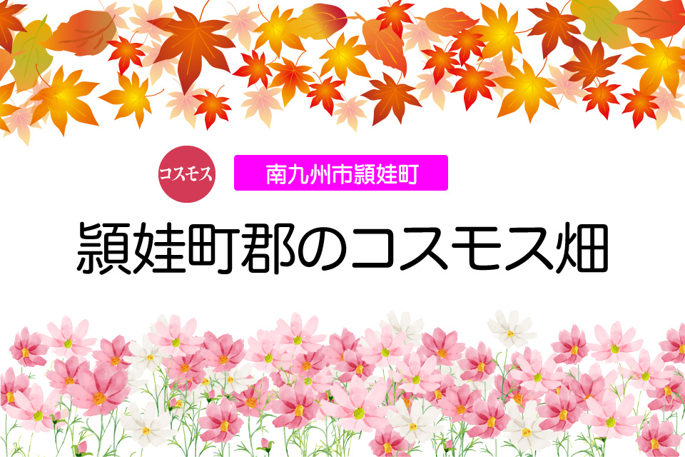 【コスモス】頴娃町郡のコスモス畑