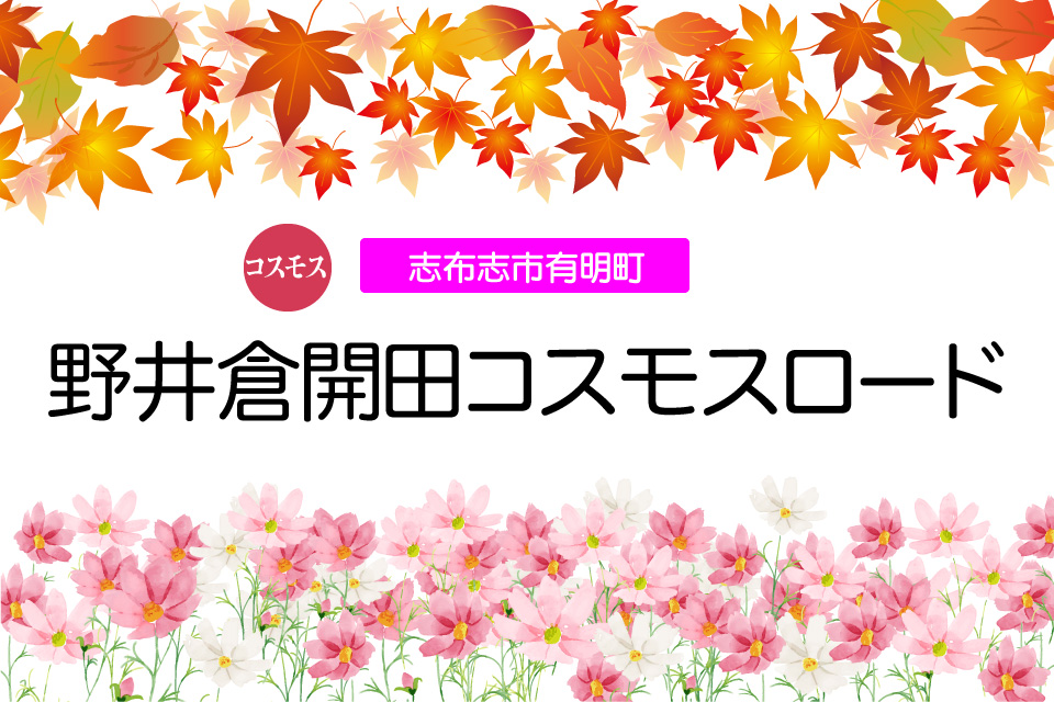 【コスモス】野井倉開田コスモスロード